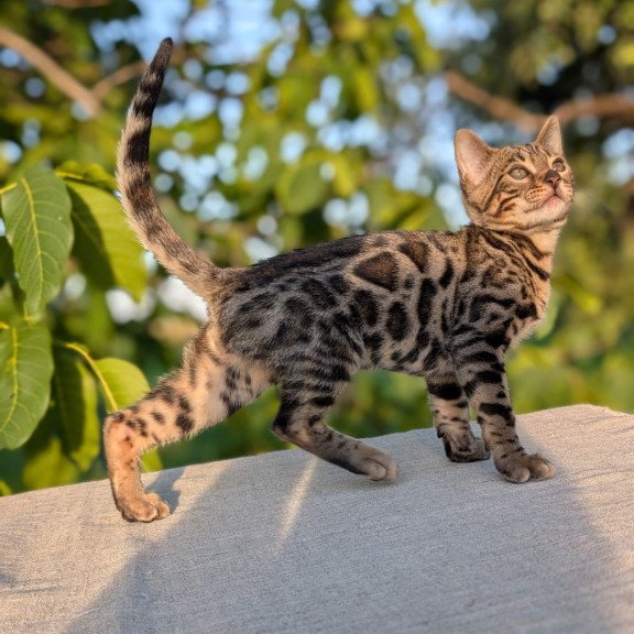 Bengal NOV Zlatan
