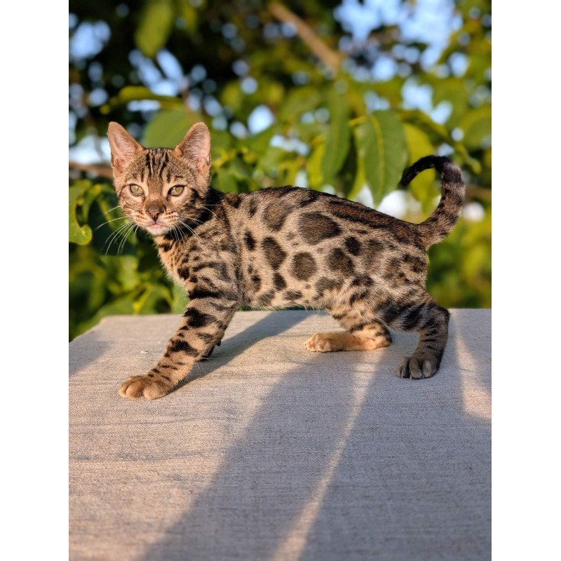 Bengal NOV Zlatan