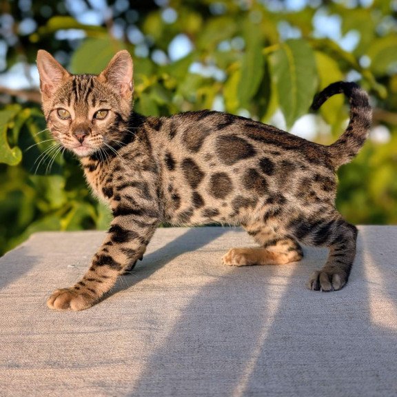 Bengal NOV Zlatan
