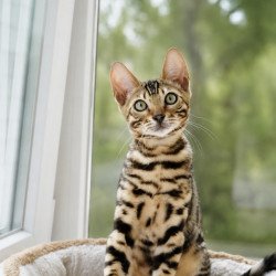 Bengal NOV Azario