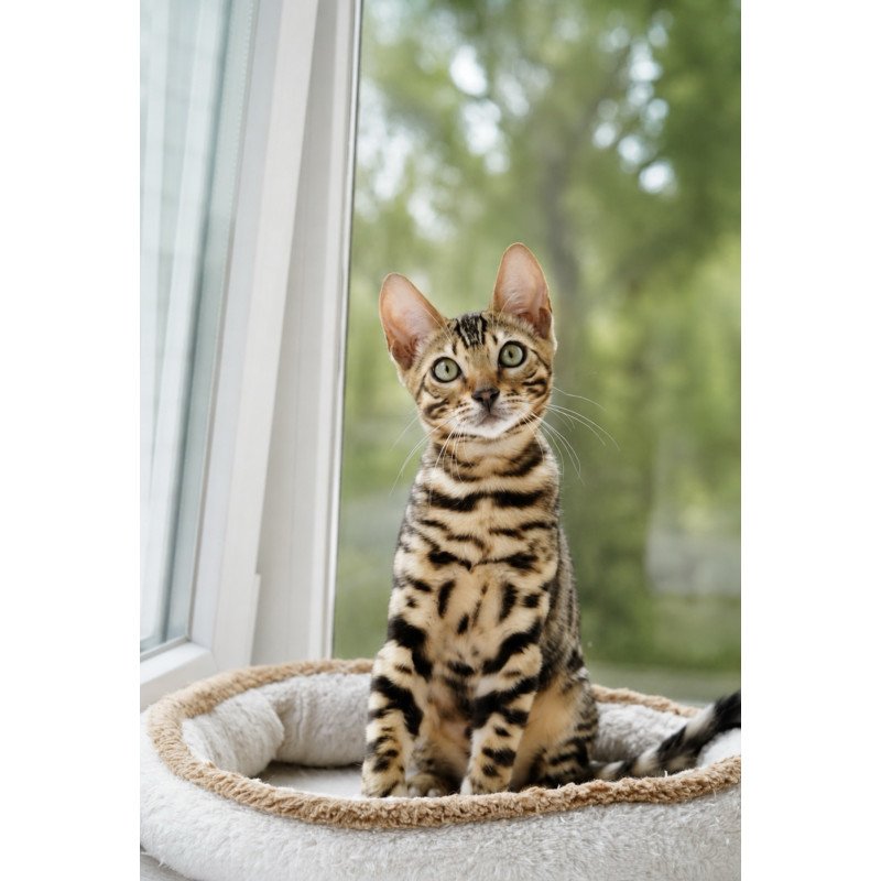 Bengal NOV Azario