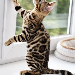 Bengal NOV Azario