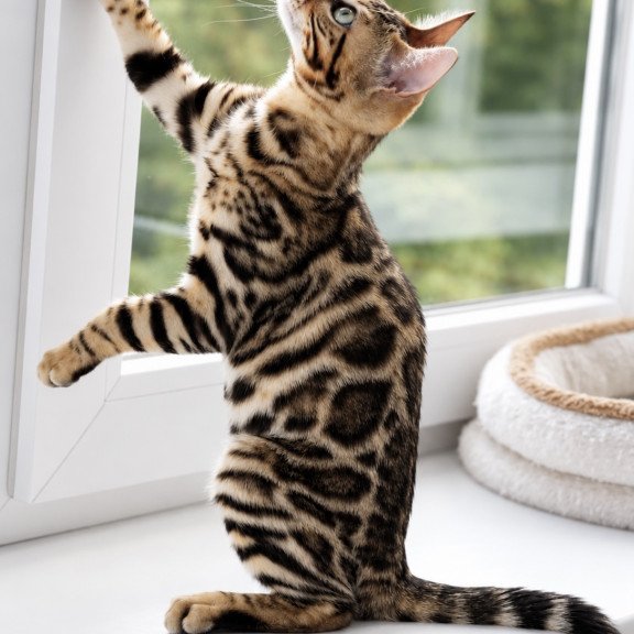 Bengal NOV Azario