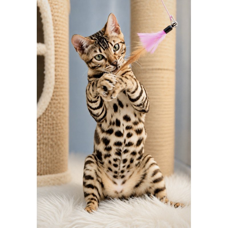 Bengal NOV Azario