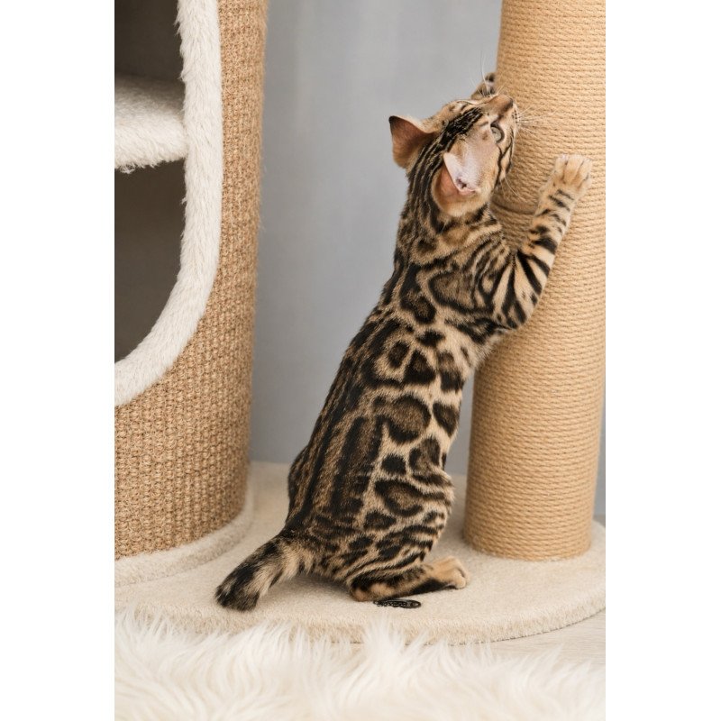 Bengal NOV Azario