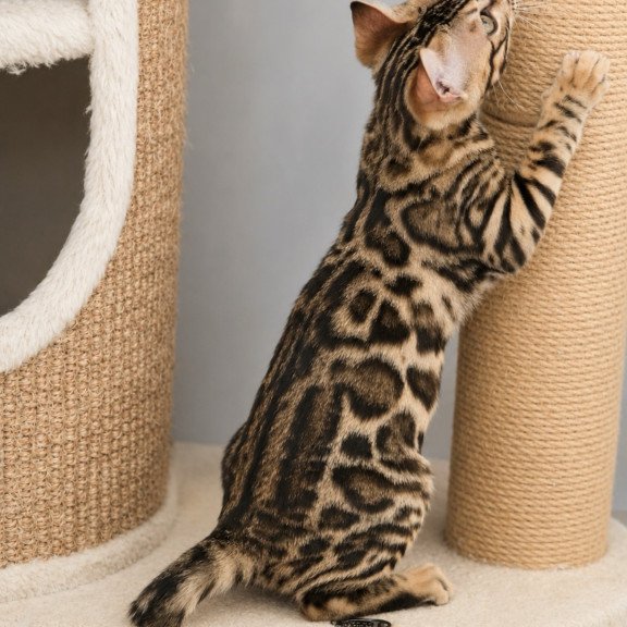 Bengal NOV Azario