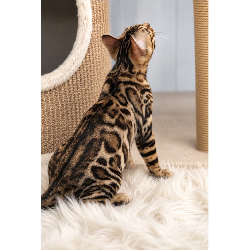Bengal NOV Azario