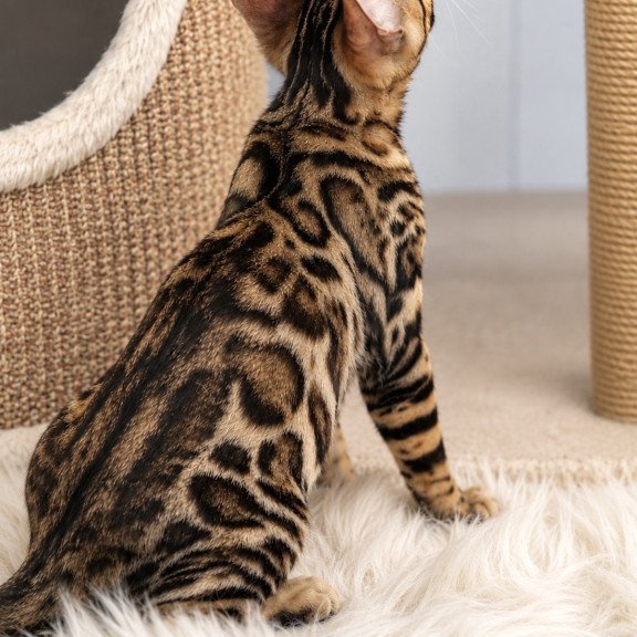 Bengal NOV Azario