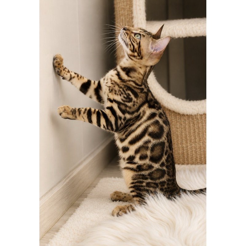 Bengal NOV Azario