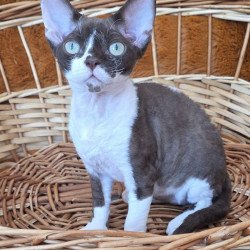 Devon Rex NOV Uylis