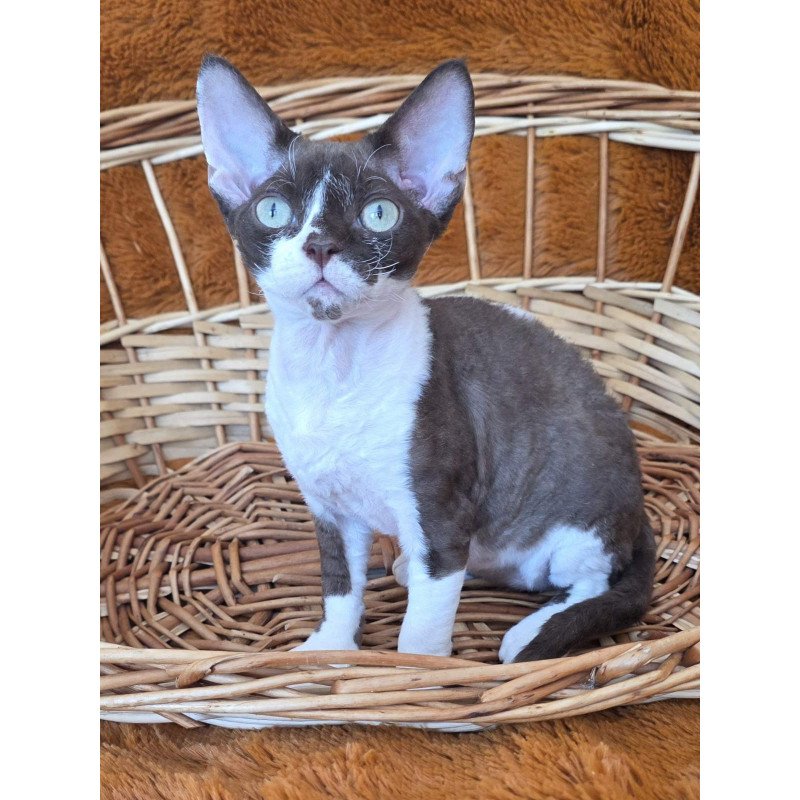 Devon Rex NOV Uylis