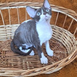 Devon Rex NOV Uylis