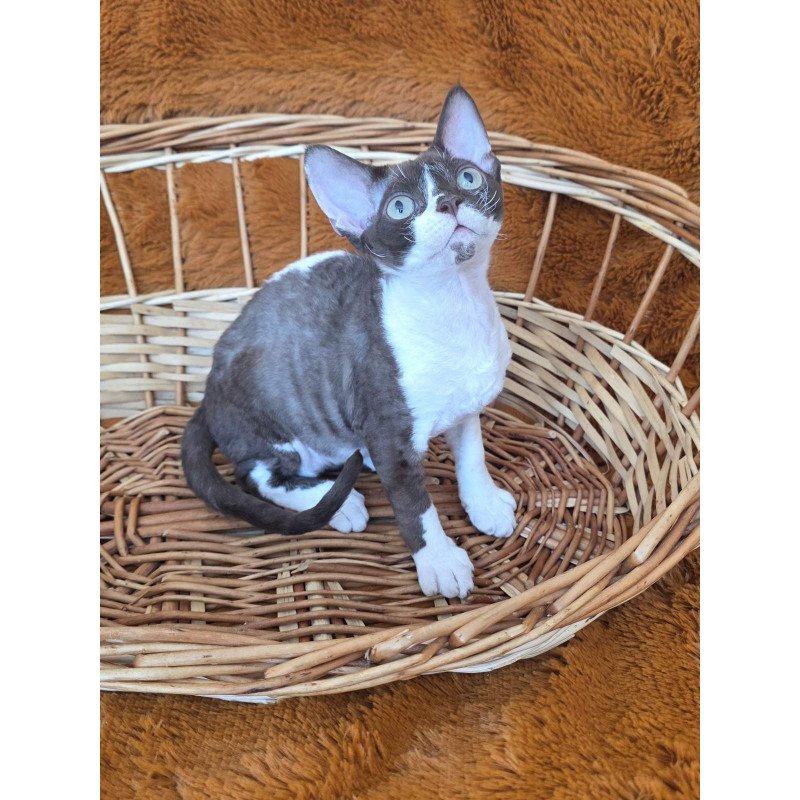 Devon Rex NOV Uylis