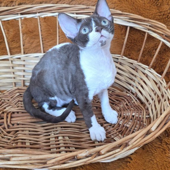 Devon Rex NOV Uylis
