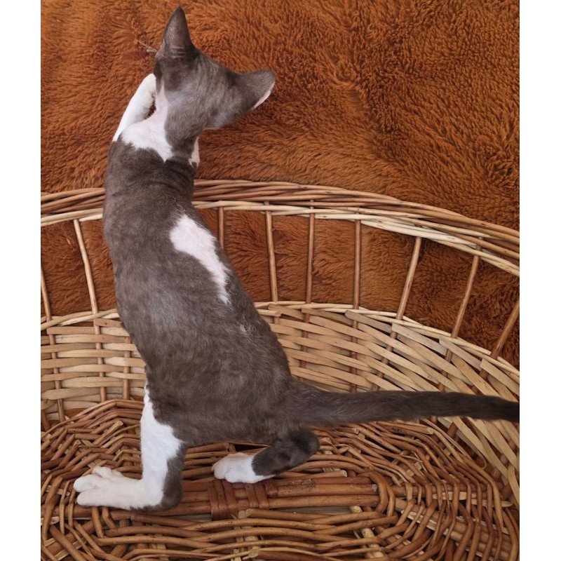 Devon Rex NOV Uylis