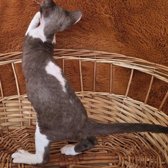 Devon Rex NOV Uylis