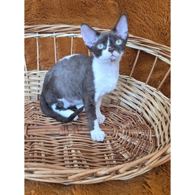 Devon Rex NOV Uylis