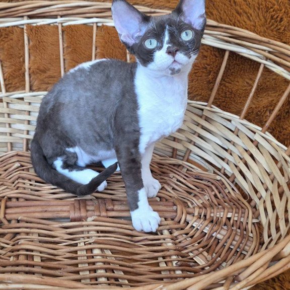 Devon Rex NOV Uylis