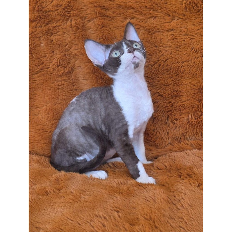 Devon Rex NOV Uylis