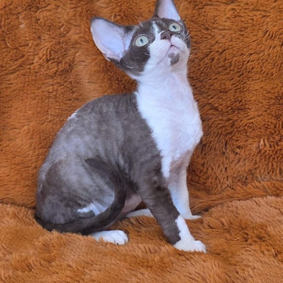 Devon Rex NOV Uylis