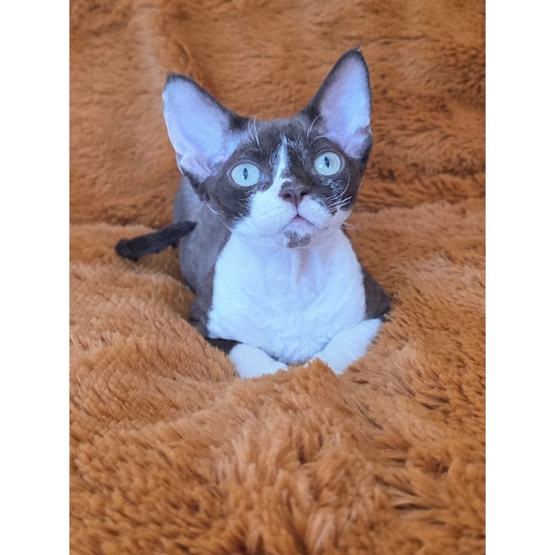 Devon Rex NOV Uylis