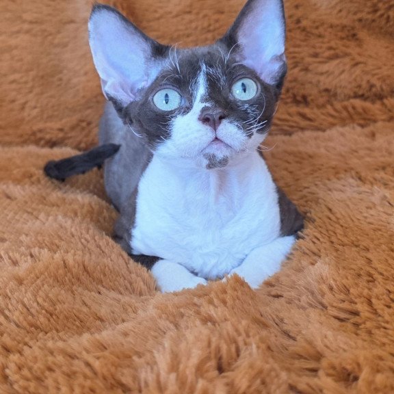 Devon Rex NOV Uylis