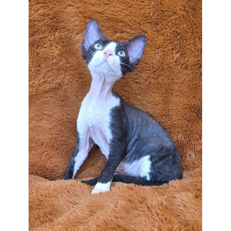 Devon Rex NOV Ulya