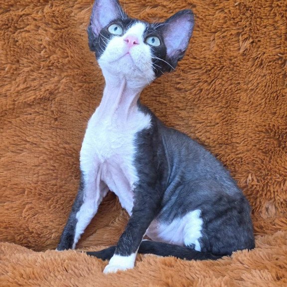 Devon Rex NOV Ulya