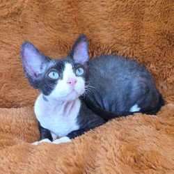Devon Rex NOV Ulya