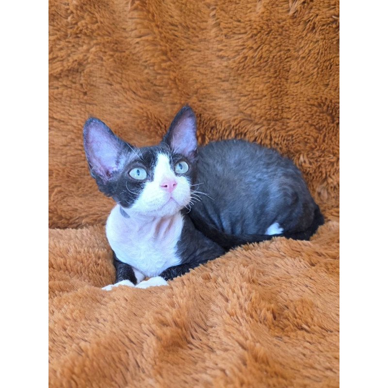 Devon Rex NOV Ulya