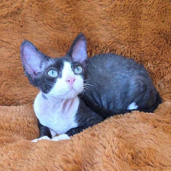 Devon Rex NOV Ulya