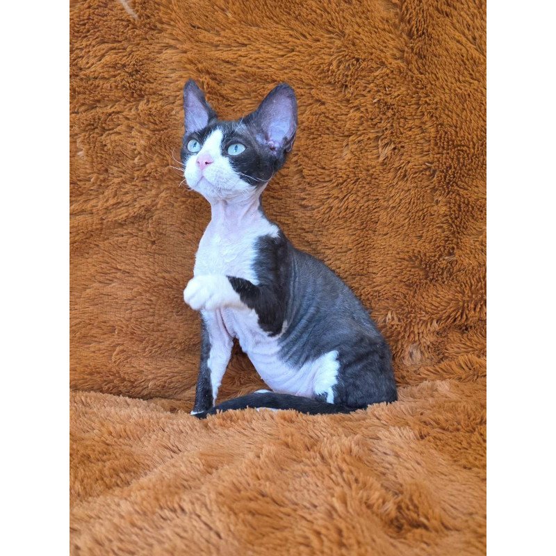 Devon Rex NOV Ulya