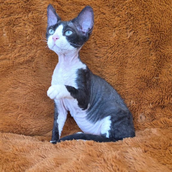 Devon Rex NOV Ulya