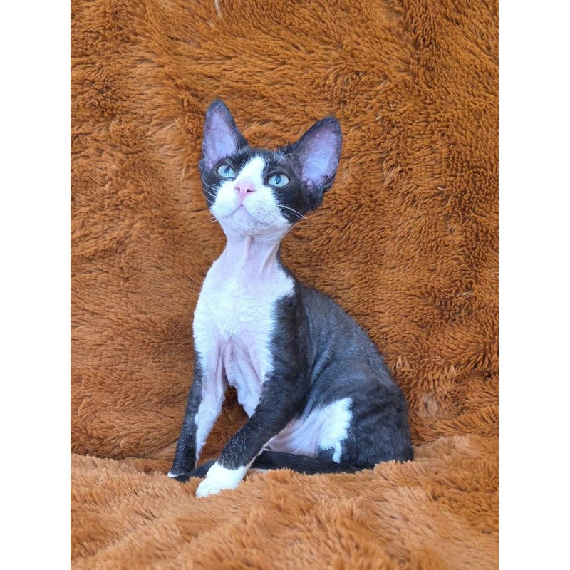 Devon Rex NOV Ulya