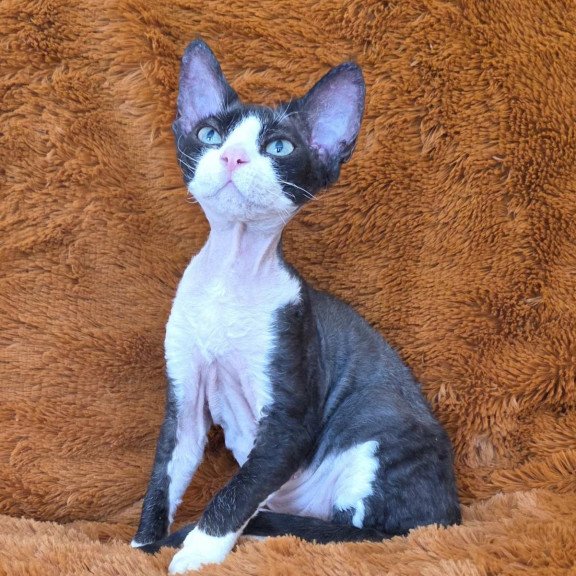 Devon Rex NOV Ulya