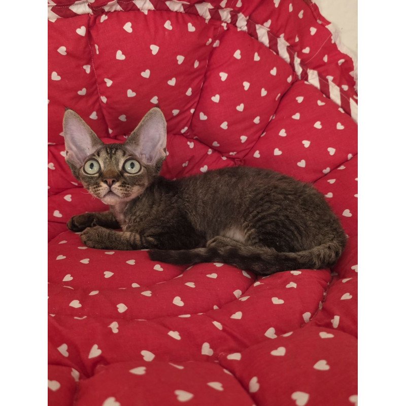Devon Rex NOV Alex2