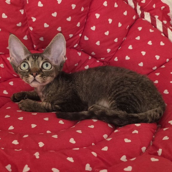 Devon Rex NOV Alex2
