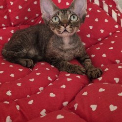 Devon Rex NOV Alex2