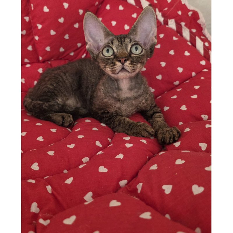 Devon Rex NOV Alex2