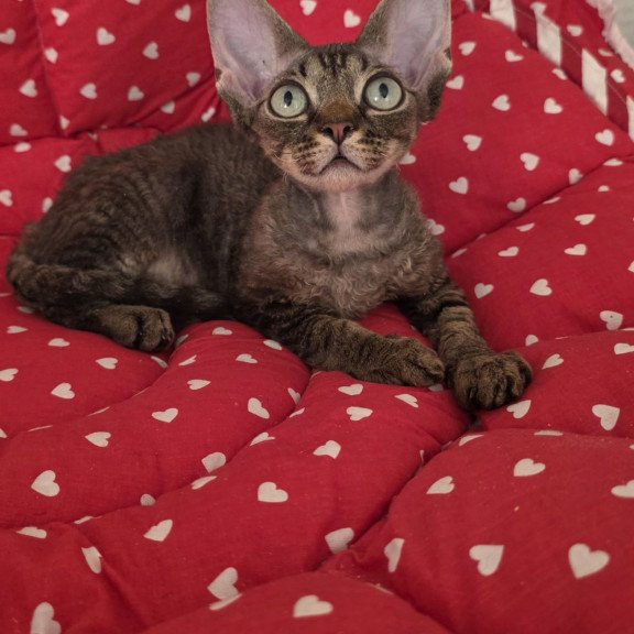 Devon Rex NOV Alex2