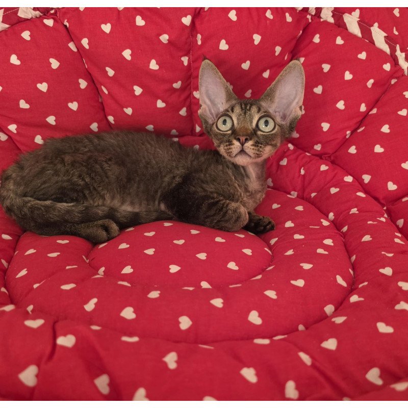 Devon Rex NOV Alex2