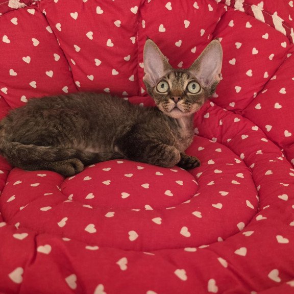 Devon Rex NOV Alex2