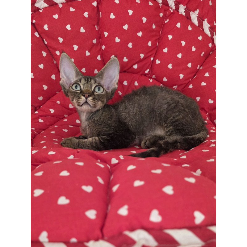 Devon Rex NOV Alex2