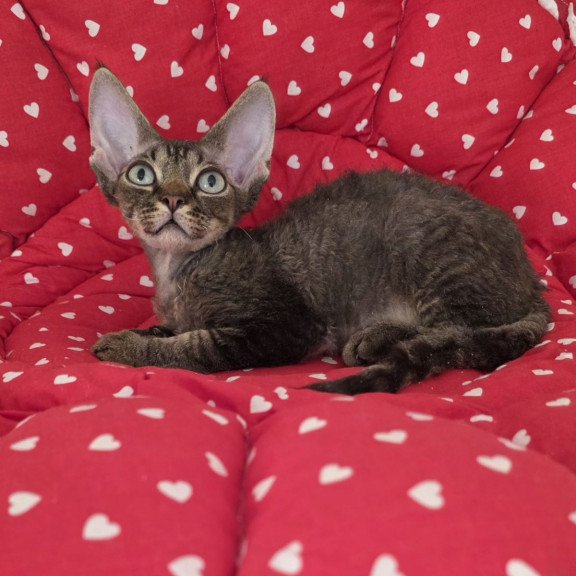 Devon Rex NOV Alex2