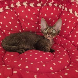 Devon Rex NOV Alex2