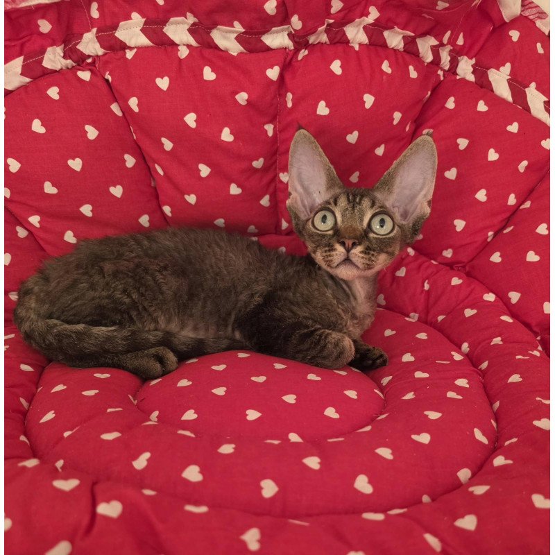 Devon Rex NOV Alex2