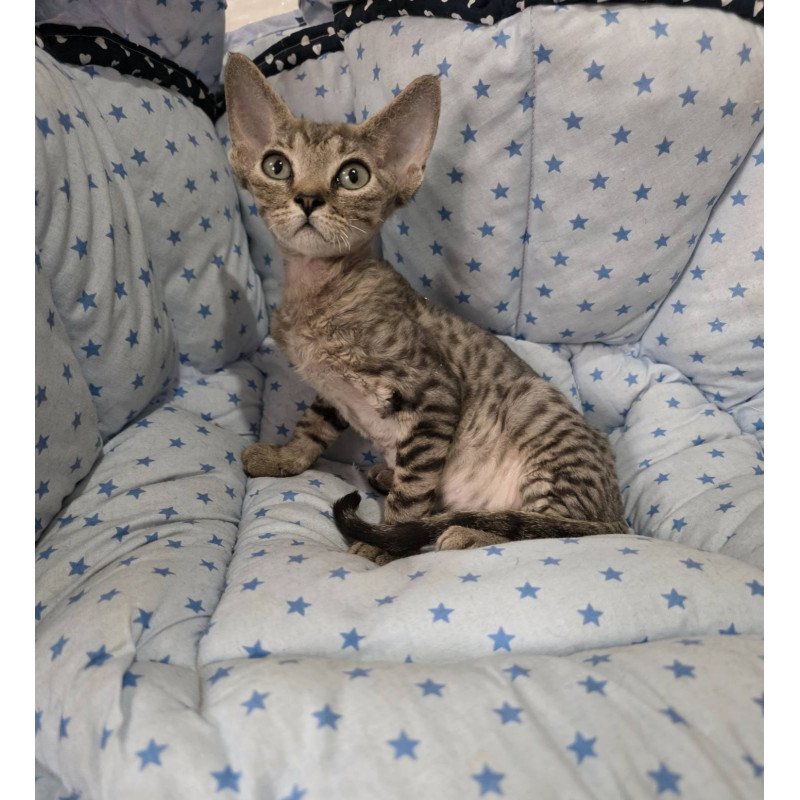 Devon Rex NOV Aisha