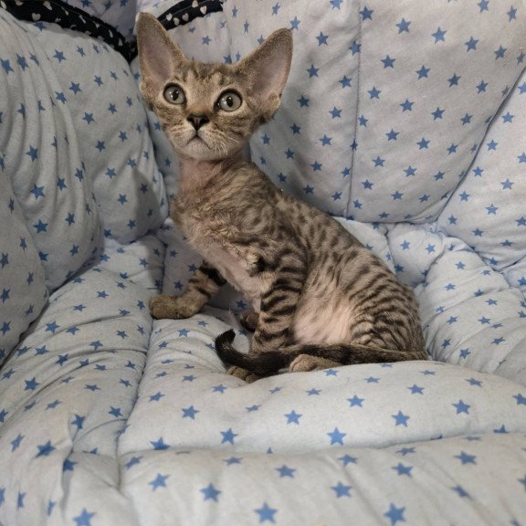 Devon Rex NOV Aisha