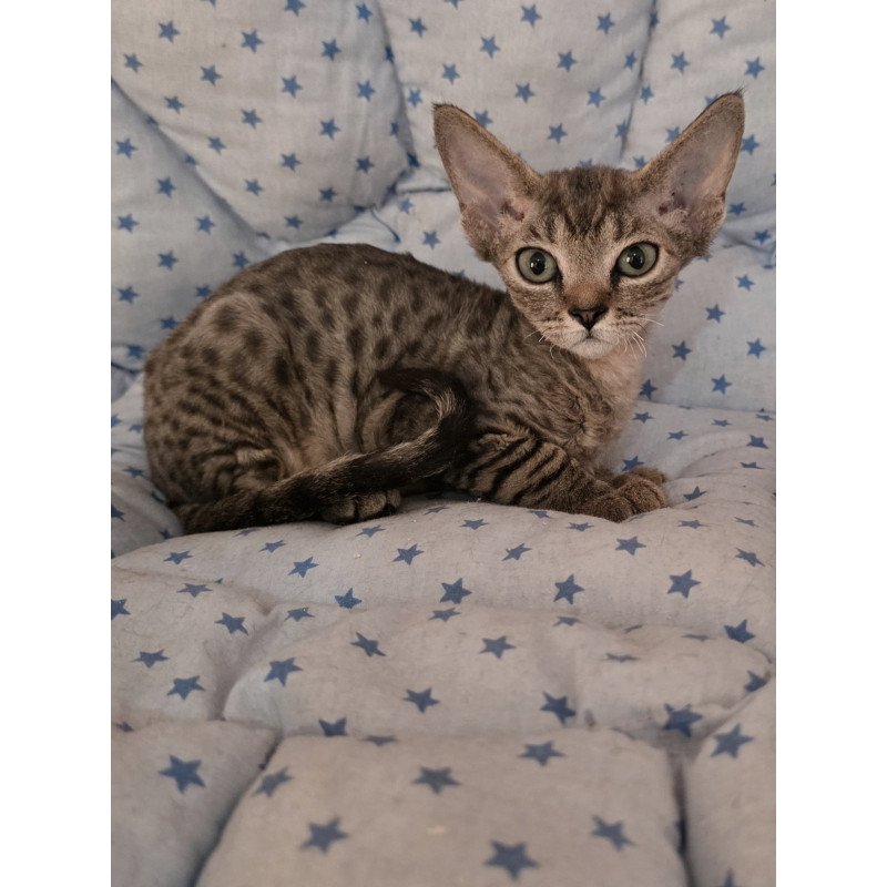Devon Rex NOV Aisha