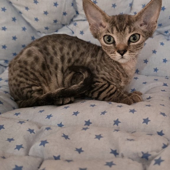 Devon Rex NOV Aisha